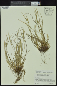 Carex oligocarpa image