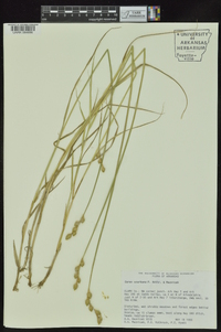 Carex ozarkana image