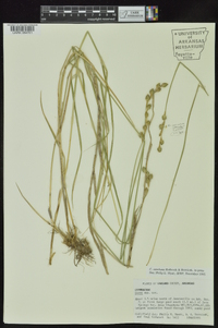 Carex ozarkana image