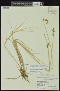 Carex ozarkana image