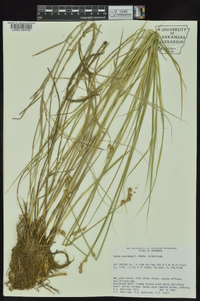 Carex ozarkana image