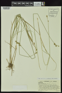 Carex ozarkana image