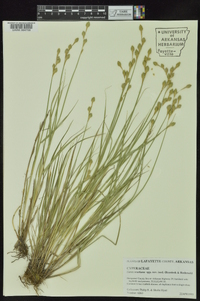 Carex ozarkana image