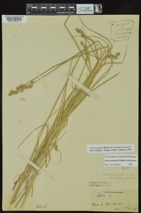 Carex ozarkana image