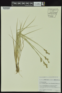 Carex ozarkana image