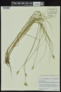 Carex ozarkana image