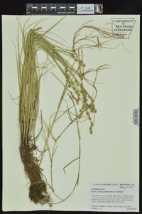 Carex ozarkana image