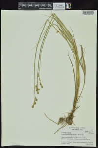 Carex ozarkana image