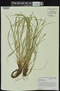 Carex planispicata image