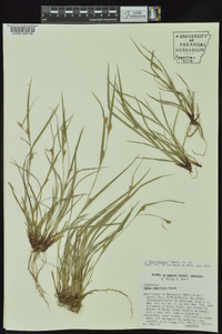 Carex planispicata image