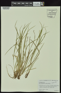 Carex planispicata image