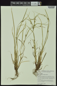 Carex planispicata image