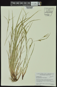 Carex planispicata image