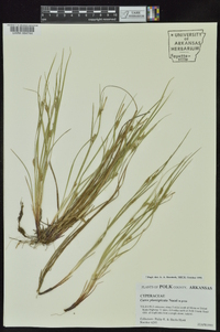 Carex planispicata image