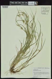 Carex planispicata image