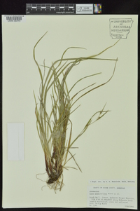 Carex planispicata image