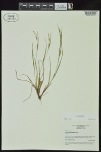 Carex planispicata image