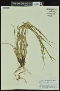 Carex planispicata image