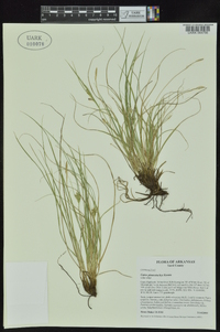 Carex planostachys image