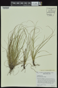 Carex planostachys image