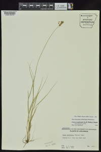 Carex reniformis image