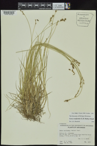 Carex reniformis image