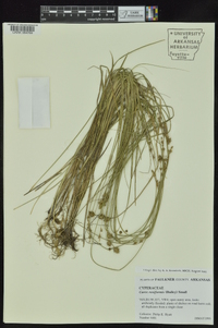 Carex reniformis image