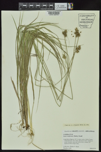 Carex reniformis image