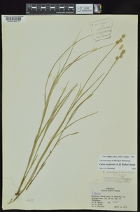 Carex reniformis image