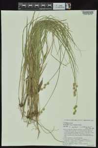 Carex reniformis image