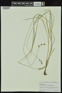 Carex reniformis image