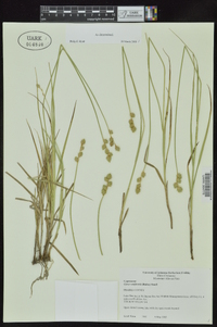 Carex reniformis image