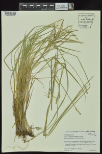 Carex reniformis image