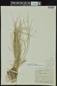 Carex retroflexa image