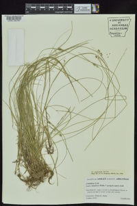 Carex retroflexa image