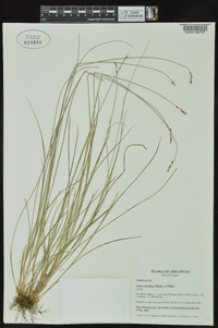 Carex retroflexa image