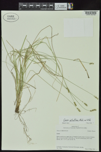 Carex retroflexa image