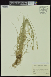 Carex texensis image