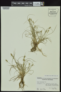 Carex retroflexa image