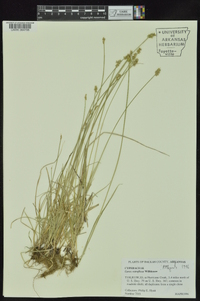 Carex retroflexa image