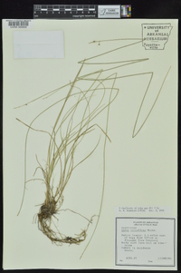 Carex retroflexa image