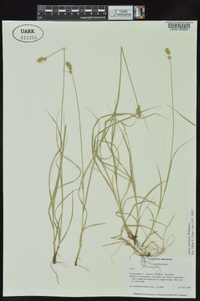 Carex retroflexa image