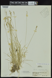 Carex retroflexa image