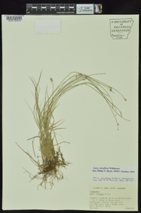 Carex retroflexa image