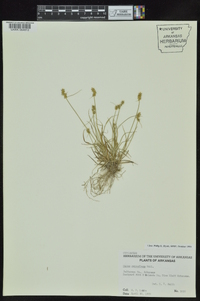 Carex retroflexa image