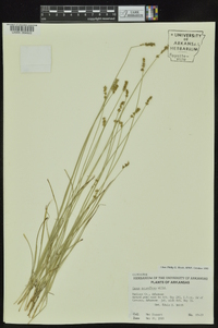 Carex retroflexa image