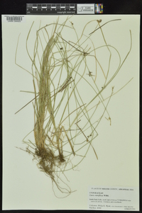 Carex retroflexa image