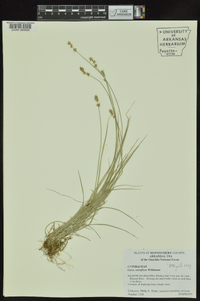 Carex retroflexa image