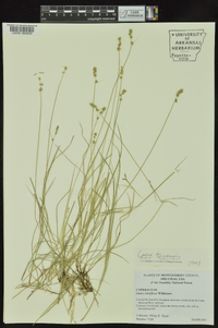 Carex retroflexa image