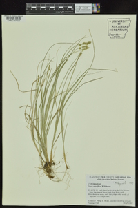 Carex retroflexa image